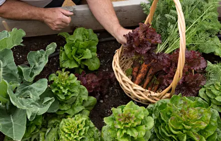 Harvesting Late-Season Vegetables