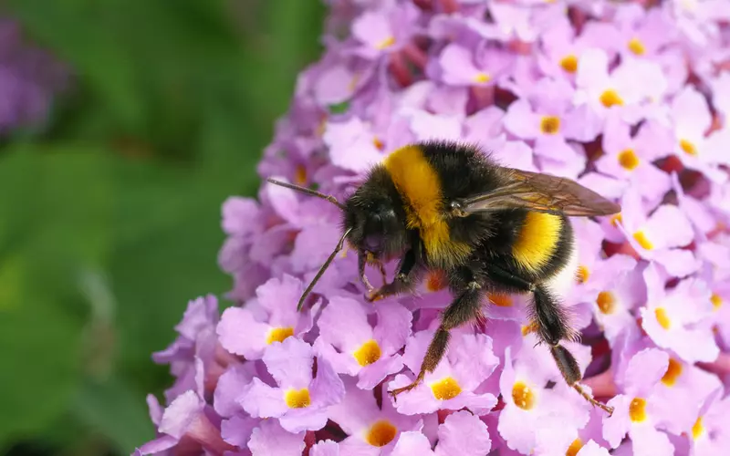 https://www.gardencentrescanada.ca/files/images/misc/how-to-support-the-bumble-bees-1000x625-635fe2d5a3c1e_n.webp