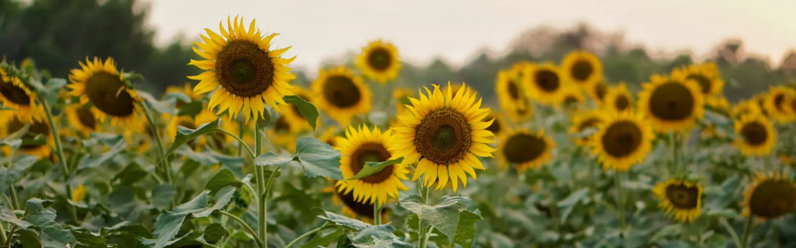 July garden jobs