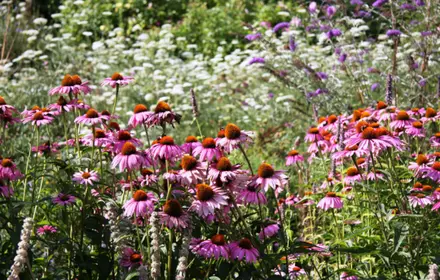 Managing heat in your garden