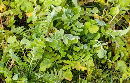 Protecting Plants from Early Frosts