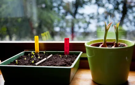 Seed Starting Indoors